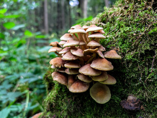 Sulphur tuft mushroom on an old tree covered with moss