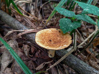 Mushroom in the forest in Moscow