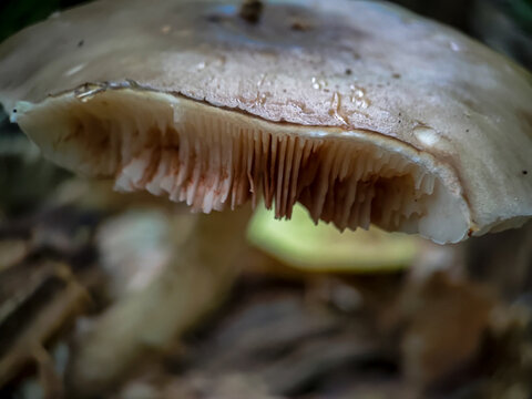 Close up of biten mushroom in the forest