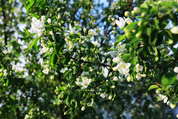 White flowers on a green bush. Spring cherry apple blossom. The white rose is blooming.