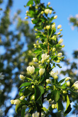 White flowers on a green bush. Spring cherry apple blossom. The white rose is blooming.