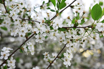 White flowers on a green bush. Spring cherry apple blossom. The white rose is blooming.