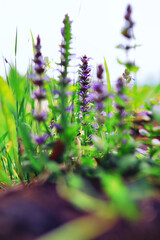 Plants and flowers macro. Detail of petals and leaves at sunset. Natural nature background.