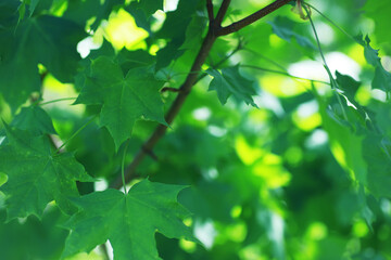 Spring nature background. Greenery of trees and grasses on a sunny spring morning. Forest landscape.