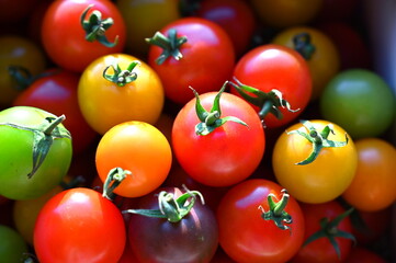 カラフルなトマト