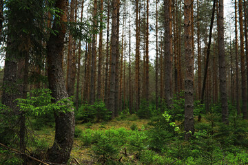 Fir branches with cones. Pinery. Trees in the forest. Glare of the sun.