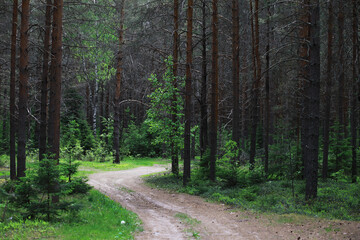 Obraz premium Fir branches with cones. Pinery. Trees in the forest. Glare of the sun.