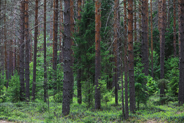 Fir branches with cones. Pinery. Trees in the forest. Glare of the sun.