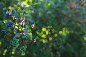 Spring nature background. Greenery of trees and grasses on a sunny spring morning. Forest landscape.