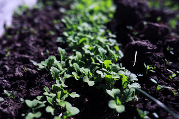 Young sprouts of seedlings in the vegetable garden. Greenery in a greenhouse. Fresh herbs in the spring on the beds.