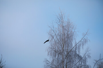 Winter landscape. Fairy-tale beauty of snow-covered streets. Snowfall and cooling in tourist areas.