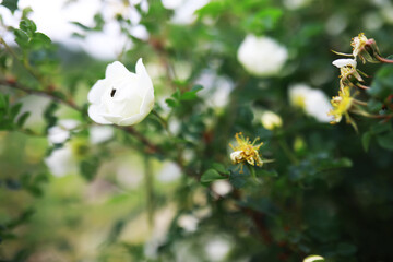White flowers on a green bush. Spring cherry apple blossom. The white rose is blooming.