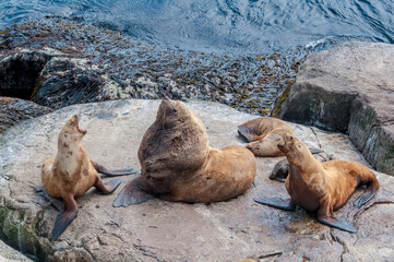 Steller's Sea Lions (Eumetopias jubatus) at colony, Chowiet Island, Semidi Islands, Alaska, USA