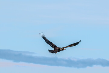 Immature Bald Eagle (Haliaeetus leucocephalus) at Chowiet Island, Semidi Islands, Alaska, USA