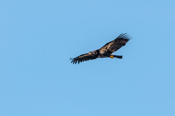 Immature Bald Eagle (Haliaeetus leucocephalus) at Chowiet Island, Semidi Islands, Alaska, USA