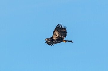 Immature Bald Eagle (Haliaeetus leucocephalus) at Chowiet Island, Semidi Islands, Alaska, USA