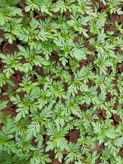 Marigold flower plant background. It's ready to plantation. It is kept for sale in nursery. Small plant of Marigold. Hybrid Marigold plant.
