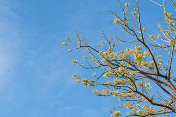 Golden Flower of Sacred barnar, Caper tree, Sacred garlic pear, Temple plant (Crateva adansonii trifoliata Jacobs)
