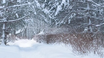 Winter park covered with snow during a heavy snowfall. Walking path trodden between trees.