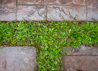 grass field between concrete plate look like T shape