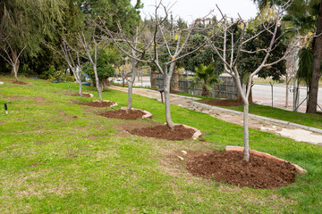 Pruned fruit trees in a garden. The soil under the fruit trees is hoeed. Farming, gardening, spring...