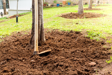 Fototapeta na wymiar Fruit tree and horticultural hoe leaning on it, selective focus. The soil under the fruit trees is hoeed for aeration. Agriculture, spring, gardening concept.
