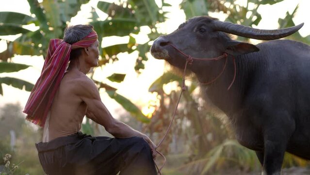 Close up,  Senior farmer shirtless and turban in loincloth, holding rope in hand, touch on buffalo head and talking with love and take care to it, rural scene of countryside in Thailand