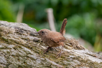 Fototapeta premium Pacific Wren (Troglodytes pacificus) at Chowiet Island, Semidi Islands, Alaska, USA