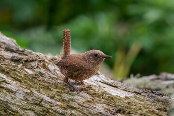 Pacific Wren (Troglodytes pacificus) at Chowiet Island, Semidi Islands, Alaska, USA