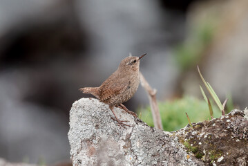 Pacific Wren (Troglodytes pacificus) at Chowiet Island, Semidi Islands, Alaska, USA