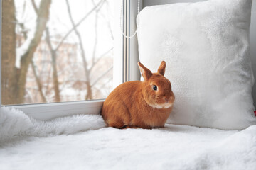 Cute brown red bunny rabbit sitting on window sill on soft white carpet, blanket indoors. Adorable...