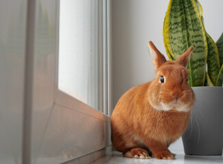 Naklejka na ściany i meble Cute funny brown red bunny rabbit sitting on window sill indoors,looking at camera. Adorable pet near green plant at home