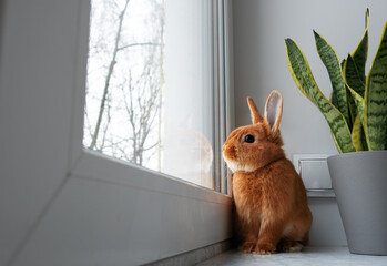 Obraz na płótnie Canvas Cute brown red bunny rabbit sitting on windowsill indoors,looking through big window. Adorable pet near green plant at home