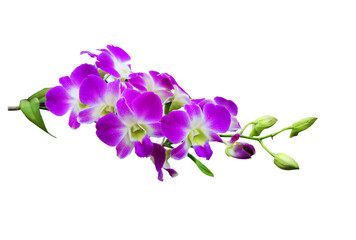 Fototapeta na wymiar lilac branch isolated on white