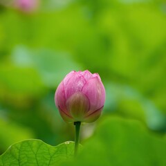 グリーンバックに咲き始めたピンクのハスの花＠大阪