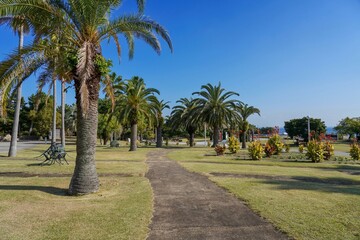 Fototapeta na wymiar 青空バックに見るブラジルヤシの広場の情景＠淡路島、兵庫