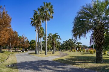 Fototapeta na wymiar 青空バックに見るヤシの木のある公園の情景＠淡路島、兵庫