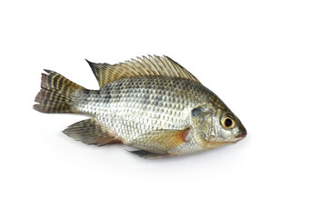 fish on white background