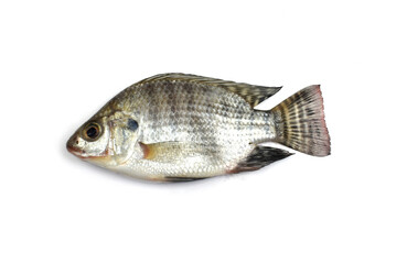 fish on white background