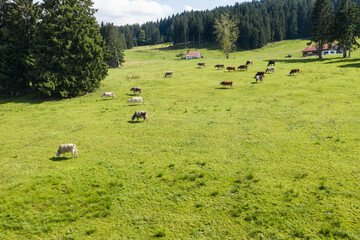 Freely grazing domestic and healthy cows on an idyllic sunny summer mountain pasture in free range....
