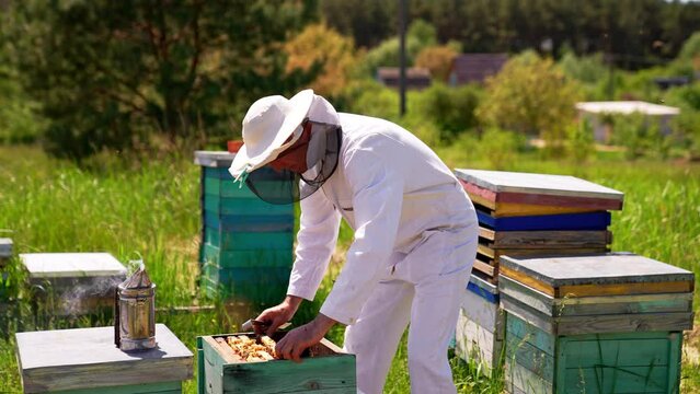 Beekeeping specialist working with beehives. Agricultural apiary honeycombs.