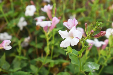 pink and white flowers