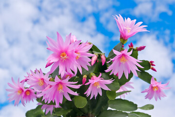 Pink Easter Cactus (Rhipsalidopsis rosea) in greenhouse