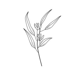 Eucaliptus branch line art drawing. Vector illustration with eucalyptus leaves isolated on white background. Botanical plant