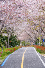 Naklejka premium 봄날에 만개한 벚꽃길