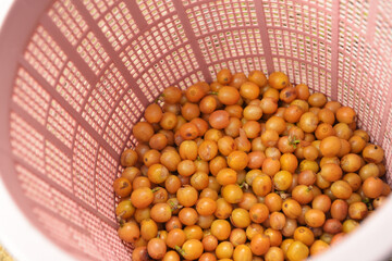 Fresh coffee bean in basket