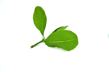 Obraz premium green leaf isolated on white