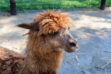 brown llama in the zoo in Budapest, Hungary