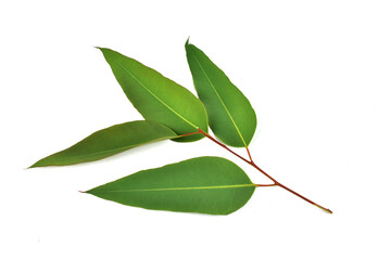 green leaves isolated on white background