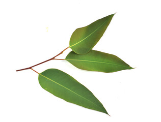 green leaves isolated on white background